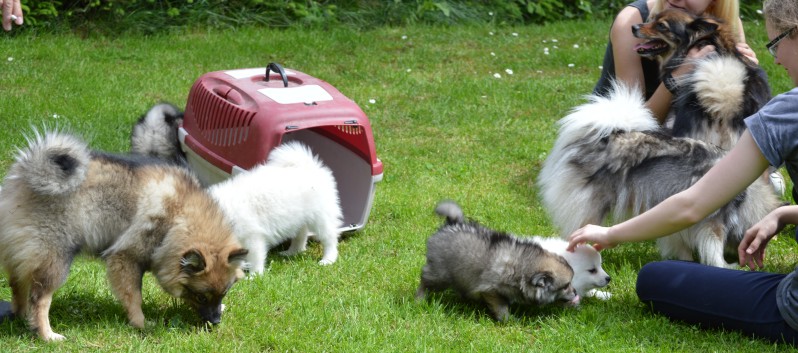 Mittelspitzwelpen von der Ro�steige 7 - 8 Wochen alt 18