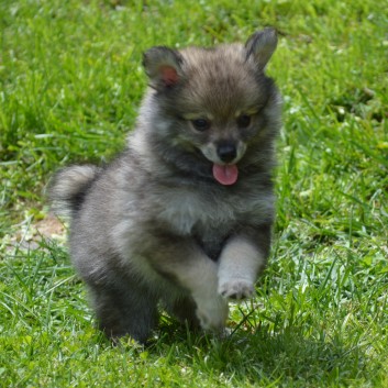 Mittelspitzwelpen von der Ro�steige 7 - 8 Wochen alt 19