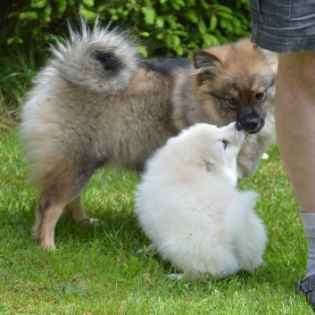 Mittelspitzwelpen von der Ro�steige 7 - 8 Wochen alt 20