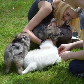 Mittelspitzwelpen von der Ro�steige 7 - 8 Wochen alt 21