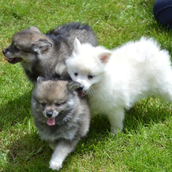 Mittelspitzwelpen von der Ro�steige 7 - 8 Wochen alt 22