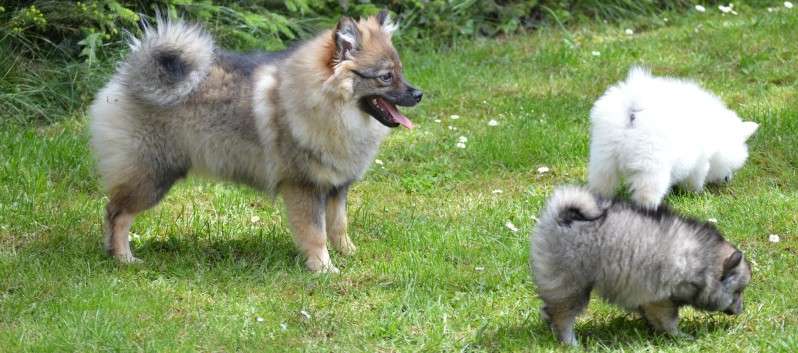 Mittelspitzwelpen von der Ro�steige 7 - 8 Wochen alt 23