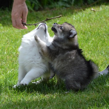 Mittelspitzwelpen von der Ro�steige 7 - 8 Wochen alt 24