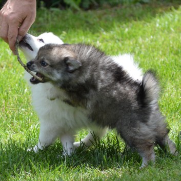 Mittelspitzwelpen von der Ro�steige 7 - 8 Wochen alt 25