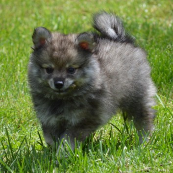 Mittelspitzwelpen von der Ro�steige 7 - 8 Wochen alt 26