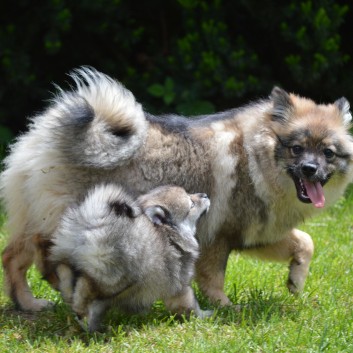 Mittelspitzwelpen von der Ro�steige 7 - 8 Wochen alt 27