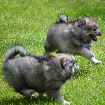 Mittelspitzwelpen von der Ro�steige 7 - 8 Wochen alt 28