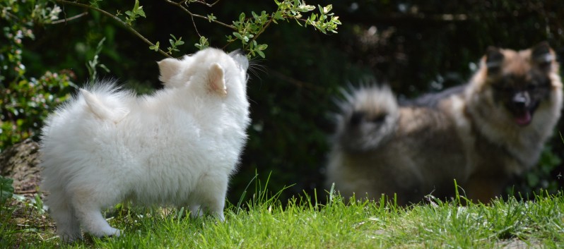 Mittelspitzwelpen von der Ro�steige 7 - 8 Wochen alt 29