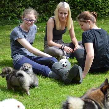 Mittelspitzwelpen von der Ro�steige 7 - 8 Wochen alt 30