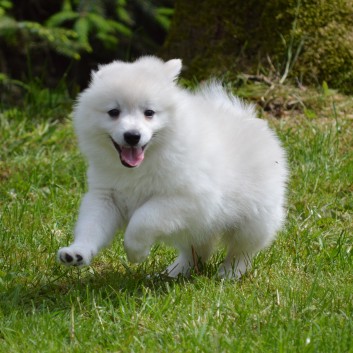 Mittelspitzwelpen von der Ro�steige 7 - 8 Wochen alt 31