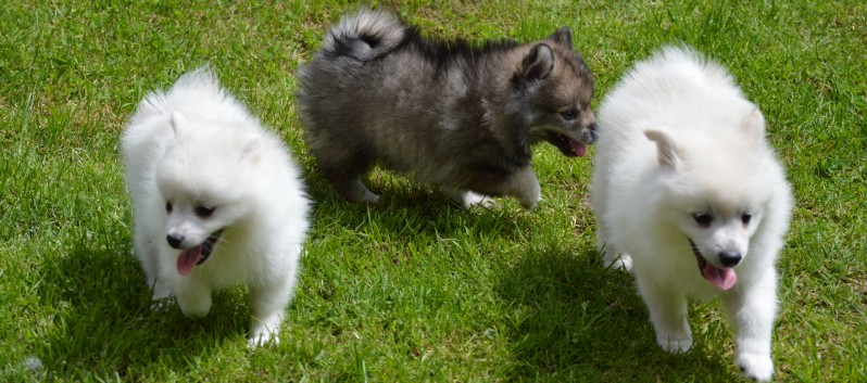 Mittelspitzwelpen von der Ro�steige 7 - 8 Wochen alt 32