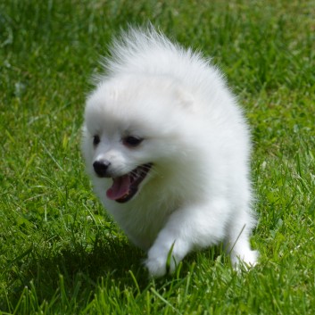 Mittelspitzwelpen von der Ro�steige 7 - 8 Wochen alt 33