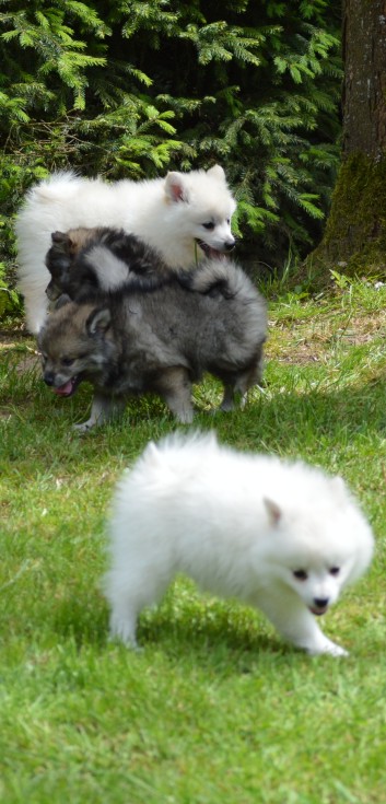 Mittelspitzwelpen von der Ro�steige 7 - 8 Wochen alt 34