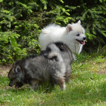 Mittelspitzwelpen von der Ro�steige 7 - 8 Wochen alt 35