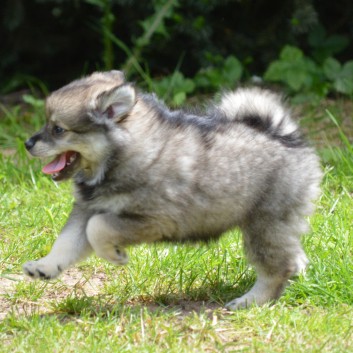 Mittelspitzwelpen von der Ro�steige 7 - 8 Wochen alt 36