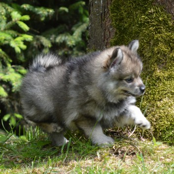 Mittelspitzwelpen von der Ro�steige 7 - 8 Wochen alt 37