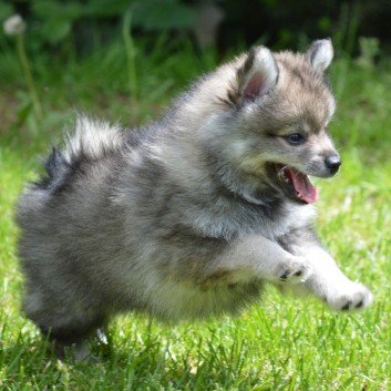 Mittelspitzwelpen von der Ro�steige 7 - 8 Wochen alt 38