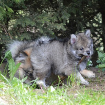 Mittelspitzwelpen von der Ro�steige 7 - 8 Wochen alt 39