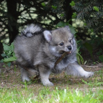 Mittelspitzwelpen von der Ro�steige 7 - 8 Wochen alt 40