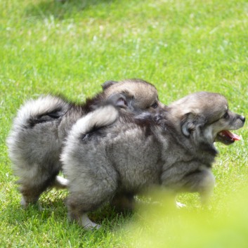 Mittelspitzwelpen von der Ro�steige 7 - 8 Wochen alt 41