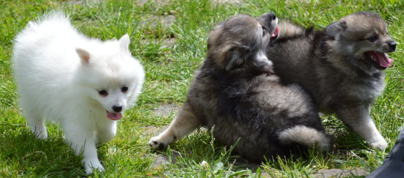 Mittelspitzwelpen von der Ro�steige 7 - 8 Wochen alt 42