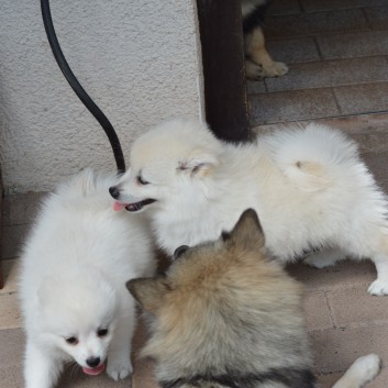 Mittelspitzwelpen von der Ro�steige 7 - 8 Wochen alt 43