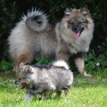 Mittelspitzwelpen von der Ro�steige 7 - 8 Wochen alt 44