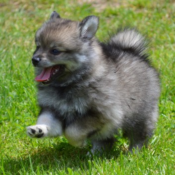 Mittelspitzwelpen von der Ro�steige 7 - 8 Wochen alt 45