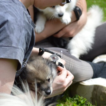 Mittelspitzwelpen von der Ro�steige 7 - 8 Wochen alt 46