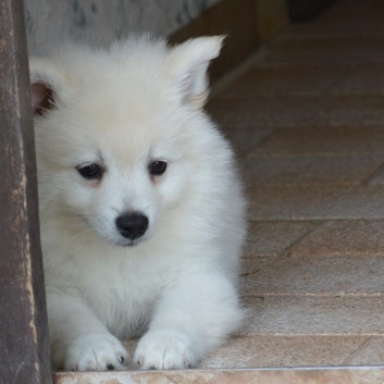 Mittelspitzwelpen von der Ro�steige 7 - 8 Wochen alt 47