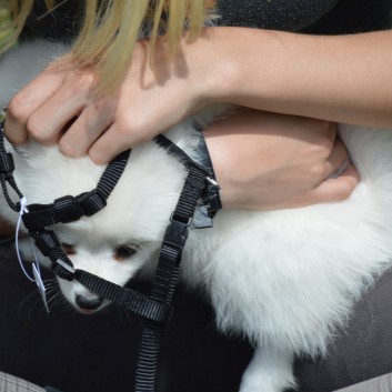 Mittelspitzwelpen von der Ro�steige 7 - 8 Wochen alt 48