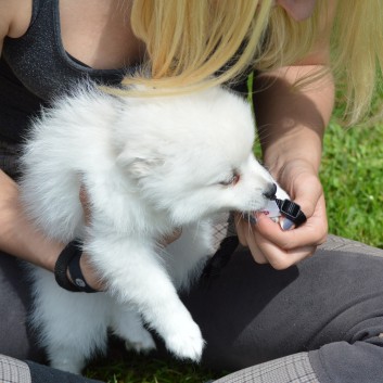 Mittelspitzwelpen von der Ro�steige 7 - 8 Wochen alt 49