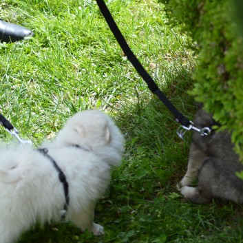 Mittelspitzwelpen von der Ro�steige 7 - 8 Wochen alt 50