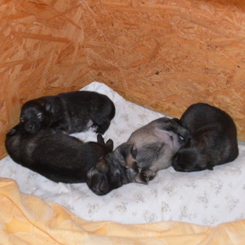 Mittelspitzwelpen von der Ro�steige Q-Wurf 10 Tage alt