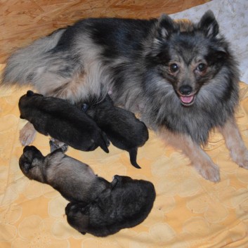 Mittelspitzwelpen von der Ro�steige Q-Wurf 11 Tage alt