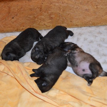 Mittelspitzwelpen von der Ro�steige Q-Wurf 11 Tage alt 2