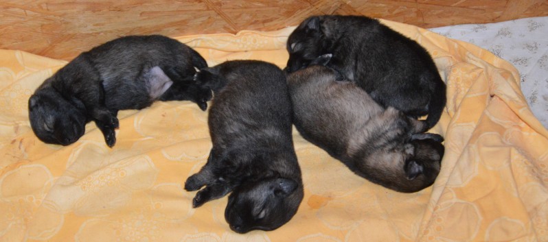 Mittelspitzwelpen von der Ro�steige Q-Wurf 12 Tage alt