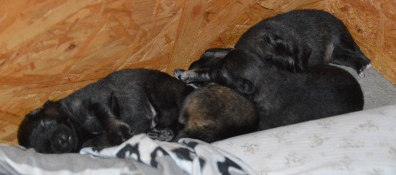 Mittelspitzwelpen von der Ro�steige Q-Wurf acht Tage alt