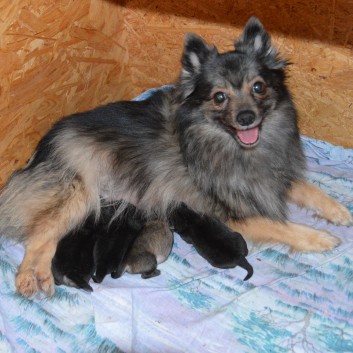 Mittelspitzwelpen von der Ro�steige Q-Wurf drei Tage alt