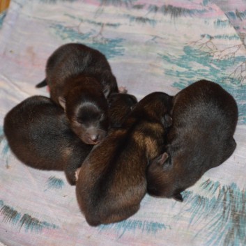 Mittelspitzwelpen von der Ro�steige Q-Wurf einen Tag alt