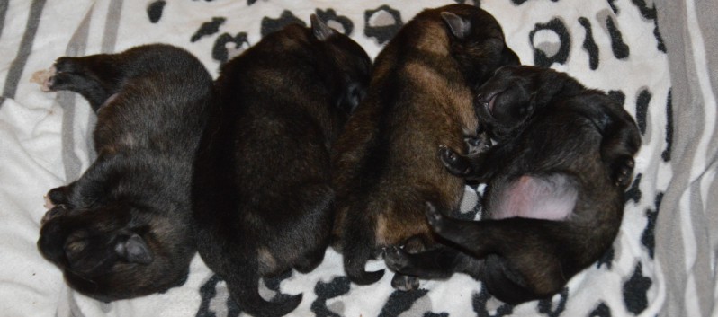 Mittelspitzwelpen von der Ro�steige Q-Wurf fuenf Tage alt