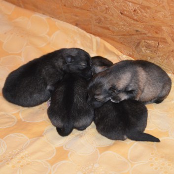 Mittelspitzwelpen von der Ro�steige Q-Wurf neun Tage alt