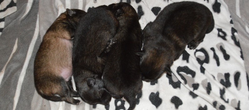 Mittelspitzwelpen von der Ro�steige Q-Wurf sechs Tage alt