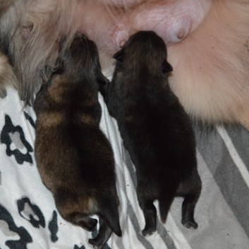 Mittelspitzwelpen von der Ro�steige Q-Wurf sieben Tage alt