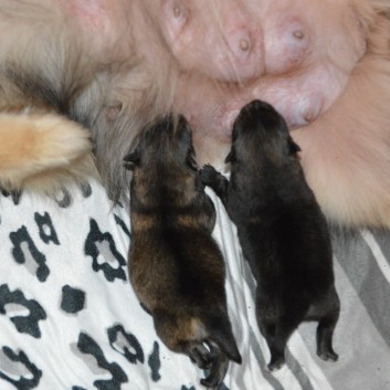 Mittelspitzwelpen von der Ro�steige Q-Wurf sieben Tage alt 2