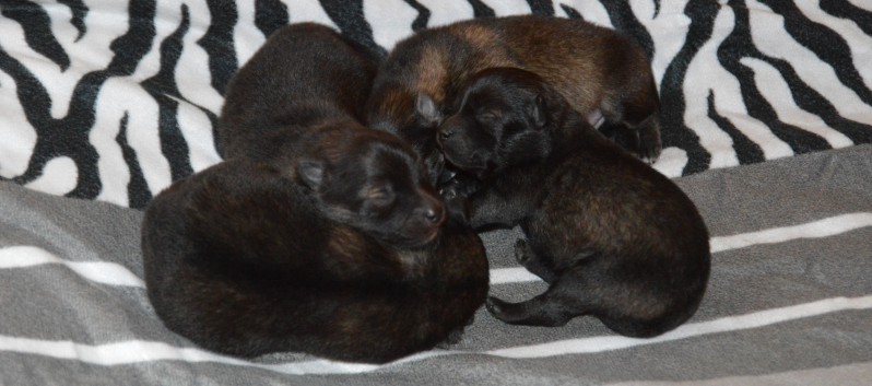 Mittelspitzwelpen von der Ro�steige Q-Wurf vier Tage alt