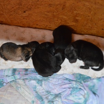 Mittelspitzwelpen von der Ro�steige Q-Wurf zwei Tage alt