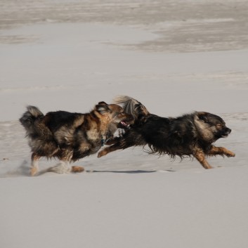 Vejers Strand in D�nemark mit den Mittelspitzen von der Ro�steige 15